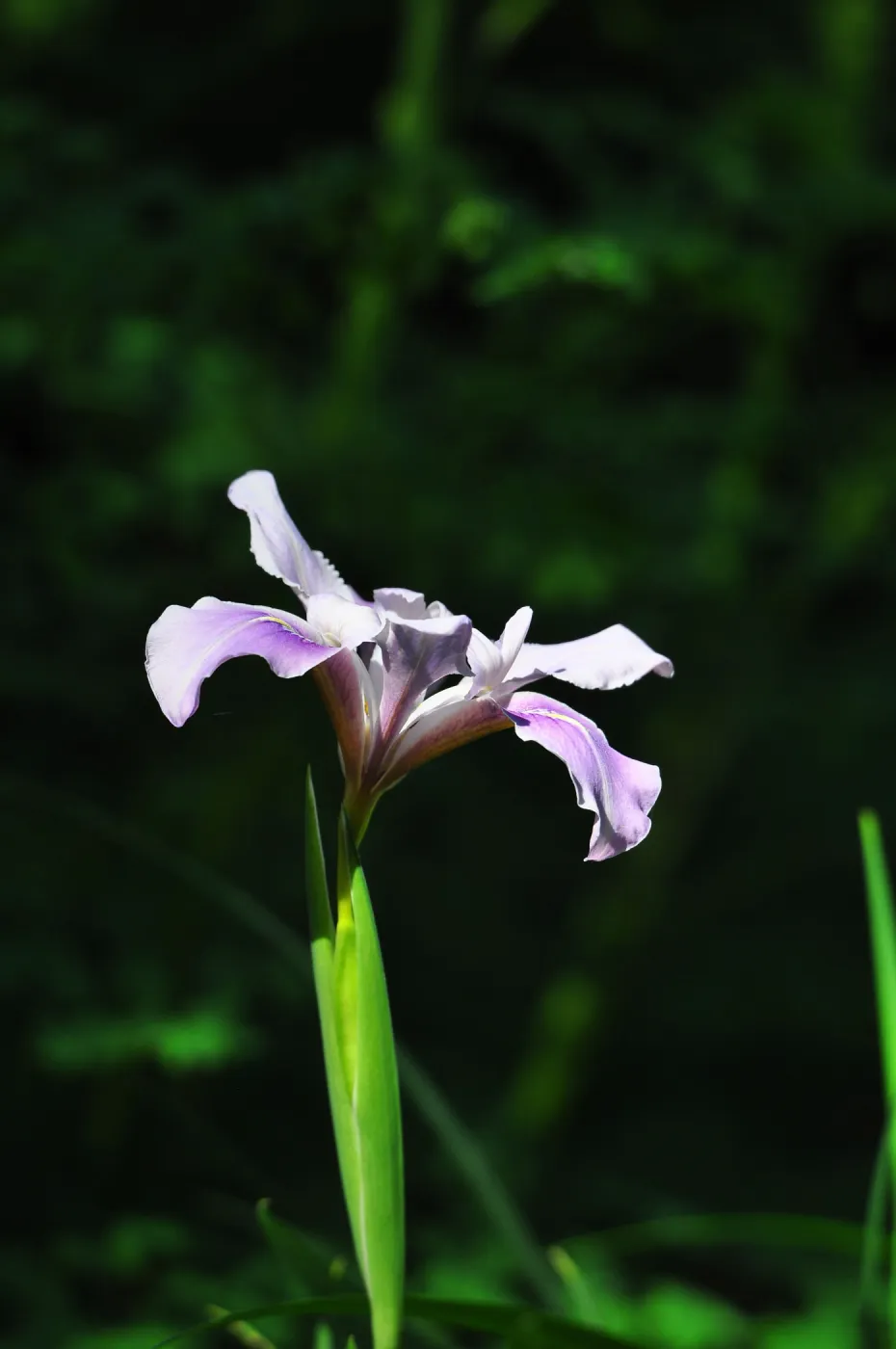 Iris, SBBG Photo Contest 2012