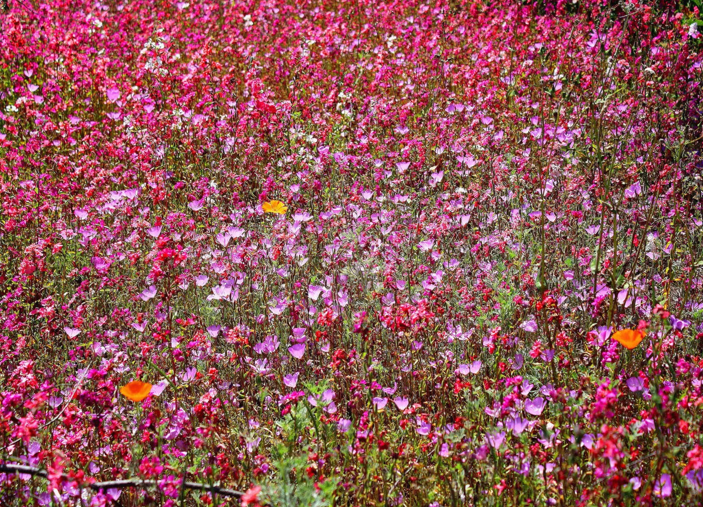 wildflower medley, SBBG Photo Contest 2012