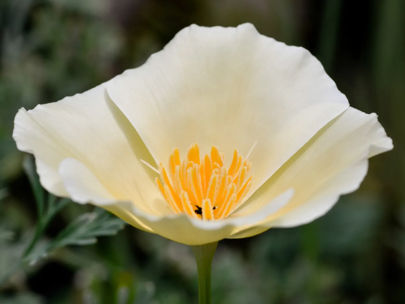 white poppy flower, SBBG Photo Contest 2012