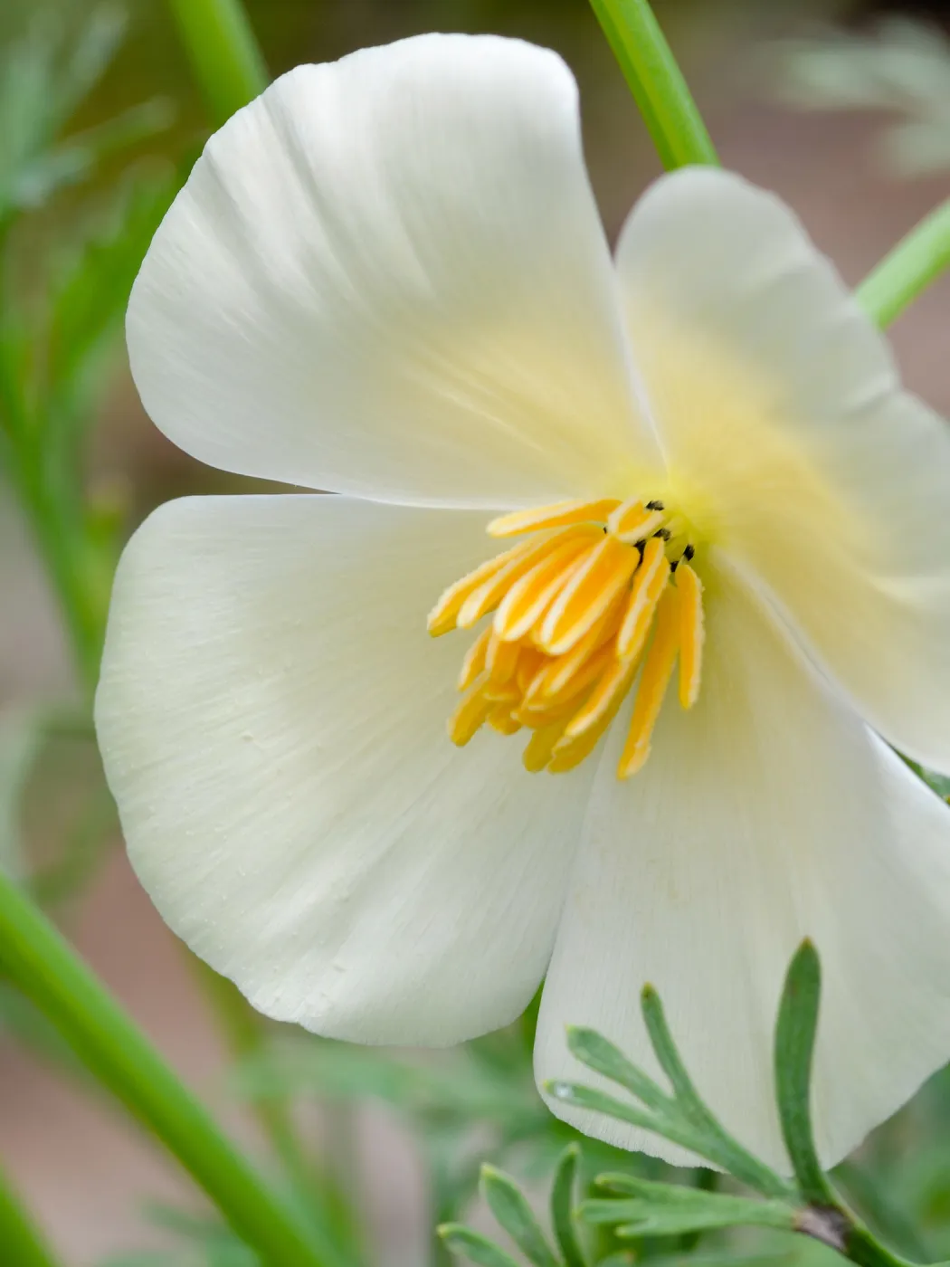 white poppy flower, SBBG Photo Contest 2012