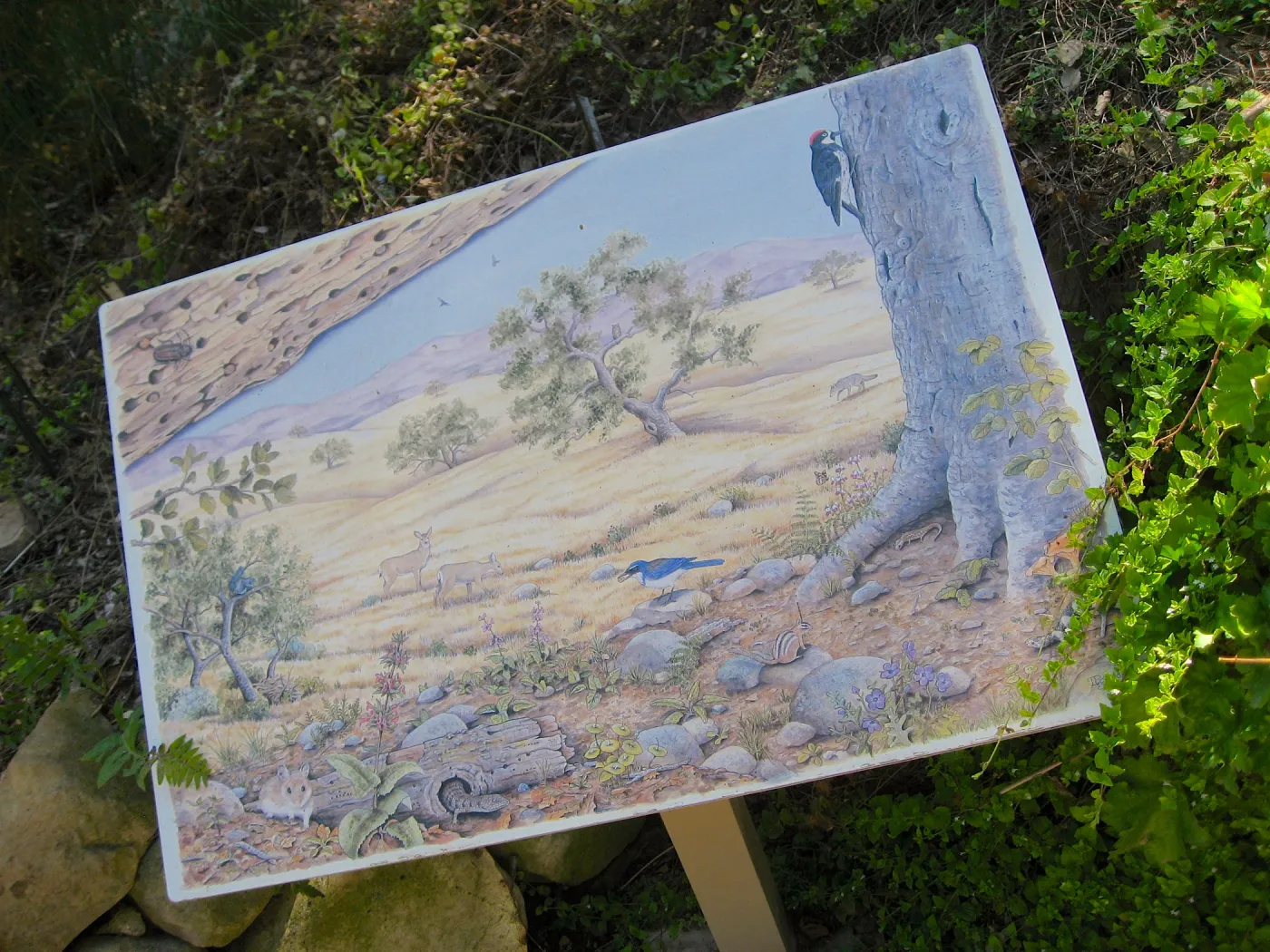 SBBG Discovery Garden signage, art by Peter Gaede