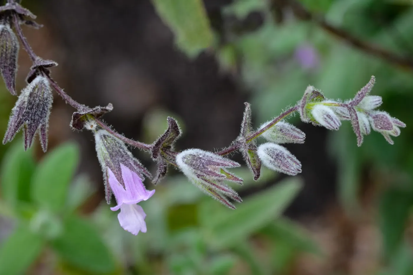 SBBG Photo Contest 2012. Lepechinia fragrans