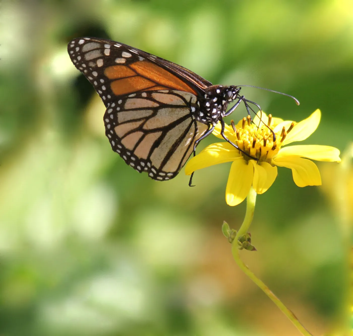 monarch buttefly, pollinator, SBBG Photo Contest 2012