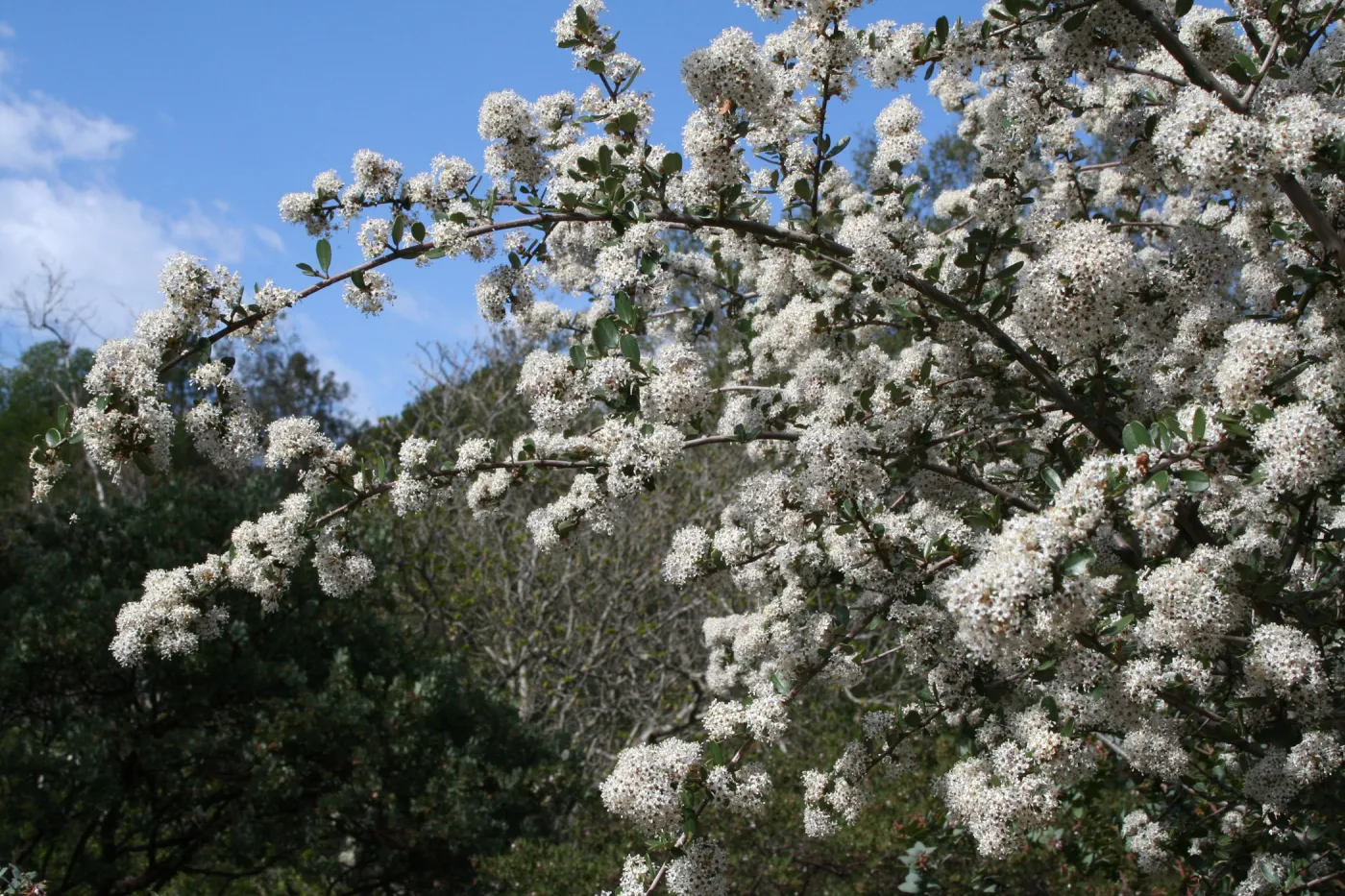 Ceanothus megacarpus at SBBG