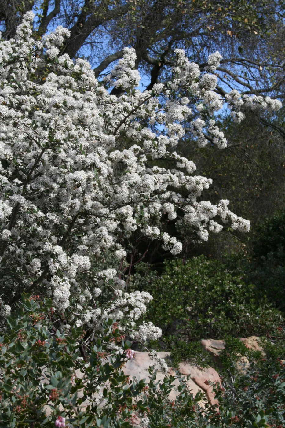 Ceanothus megacarpus at SBBG