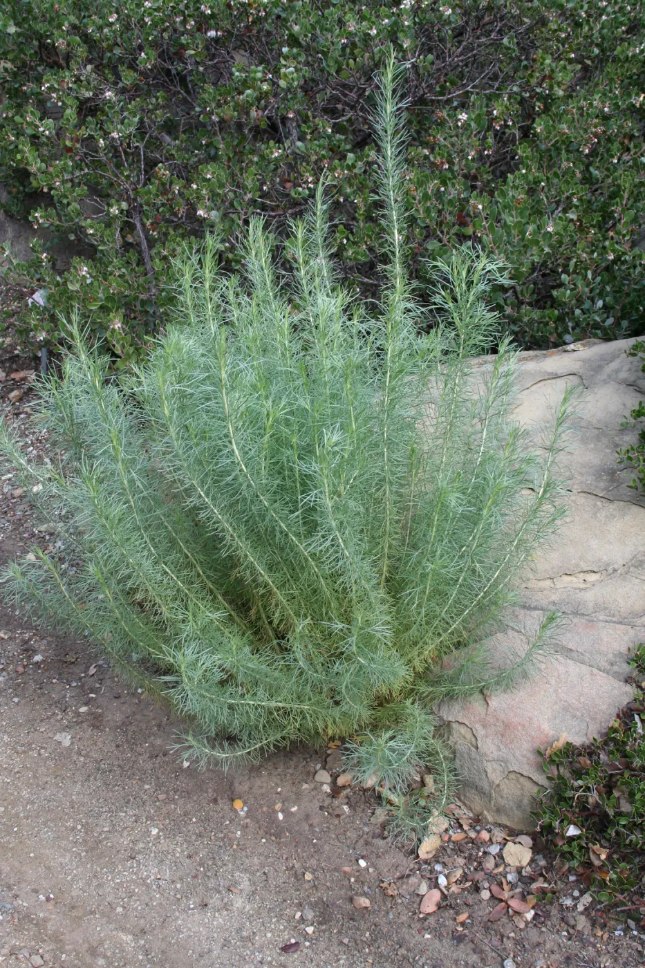 Artemisia californica in the Manzanita Section