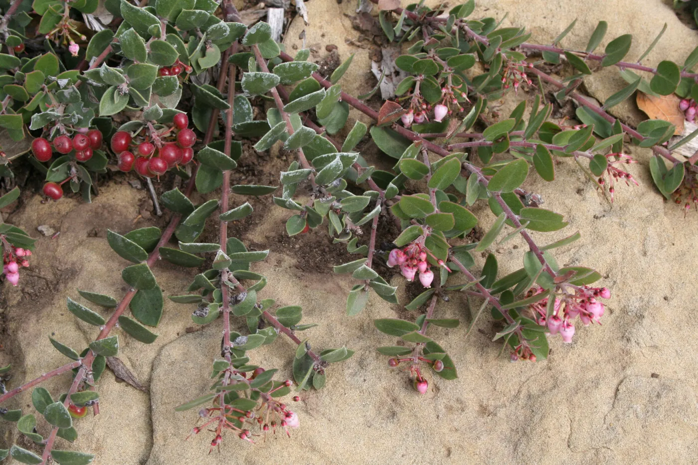 Arctostaphylos Arroyo Cascade at SBBG