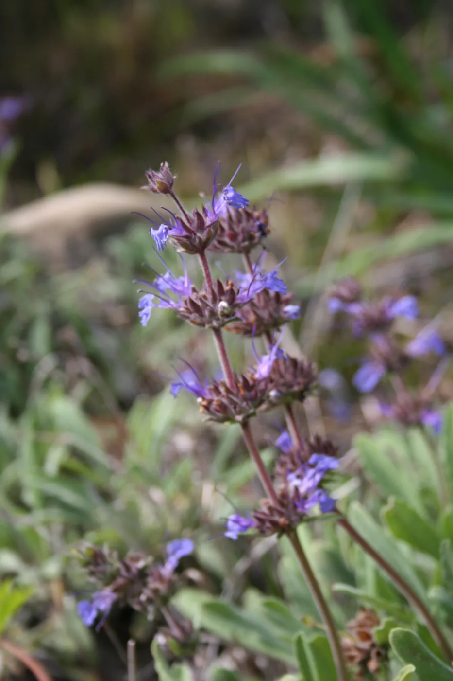 Salvia (Sage) Pacific Blue?