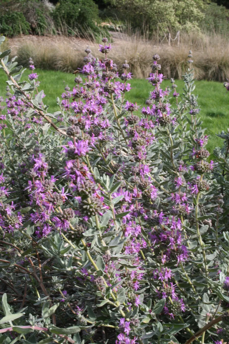 Salvia Amethyst Bluff at SBBG (Sage)