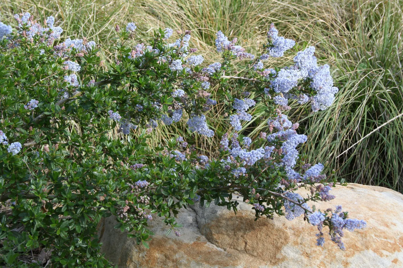 Ceanothus Blue Cloud at SBBG