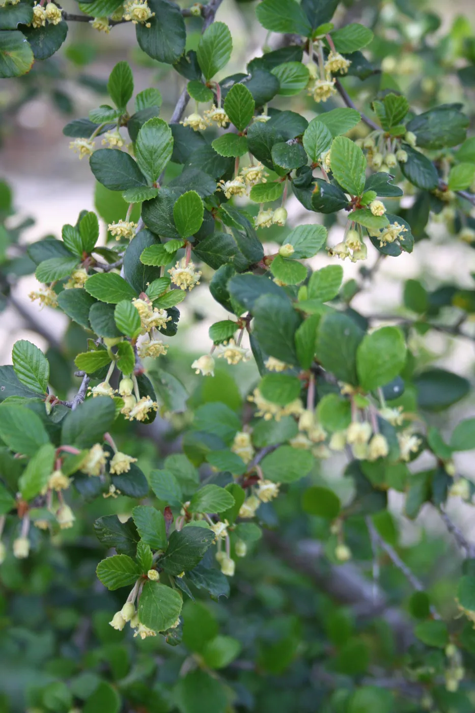 Cercocarpus betuloides at SBBG