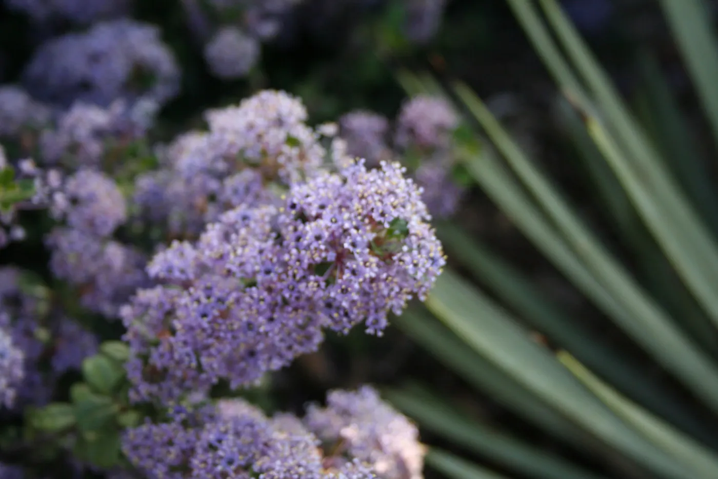 Ceanothus maritimus
