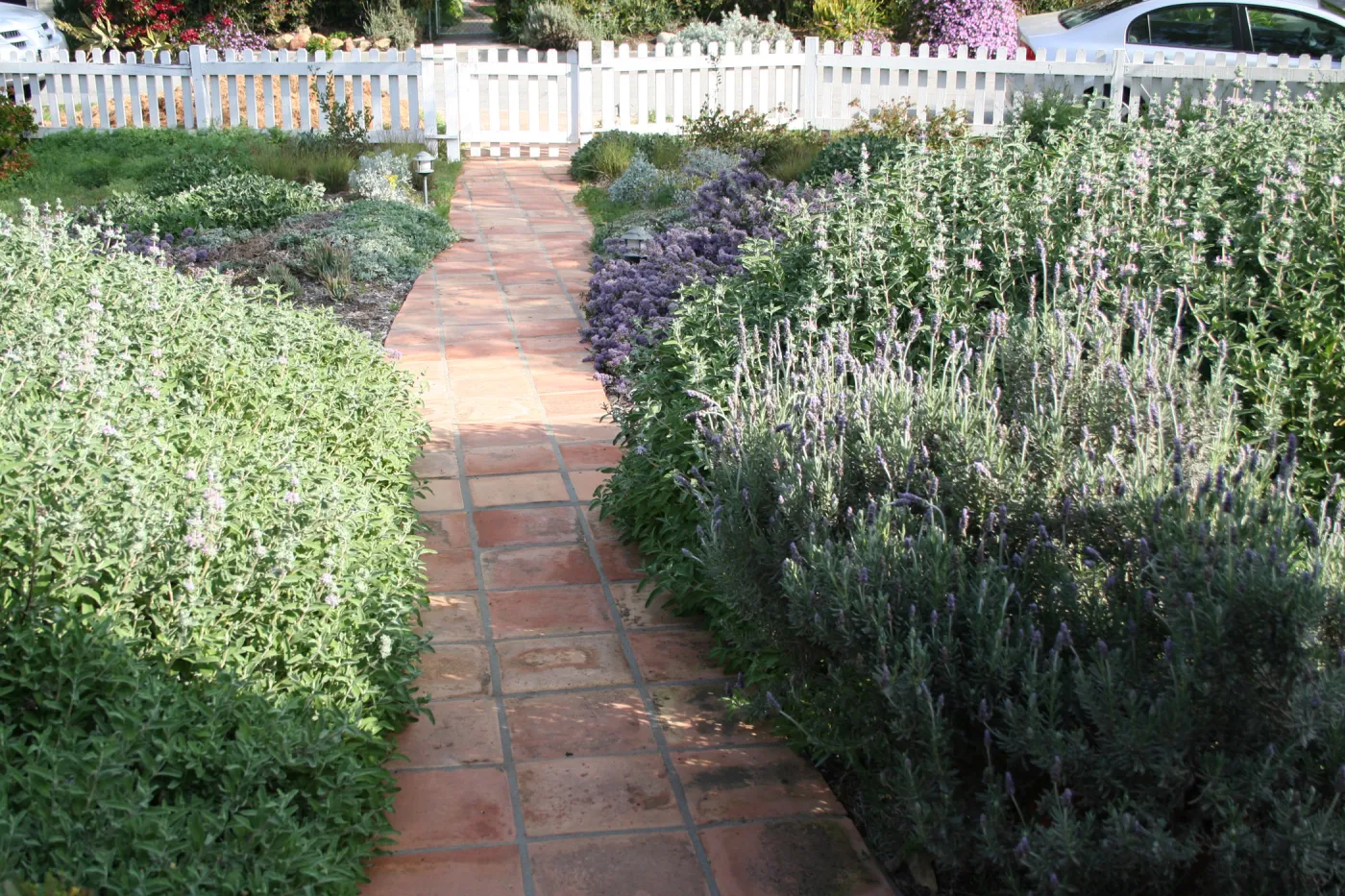 Salvia Pt Sal (Sage) at Wittl garden