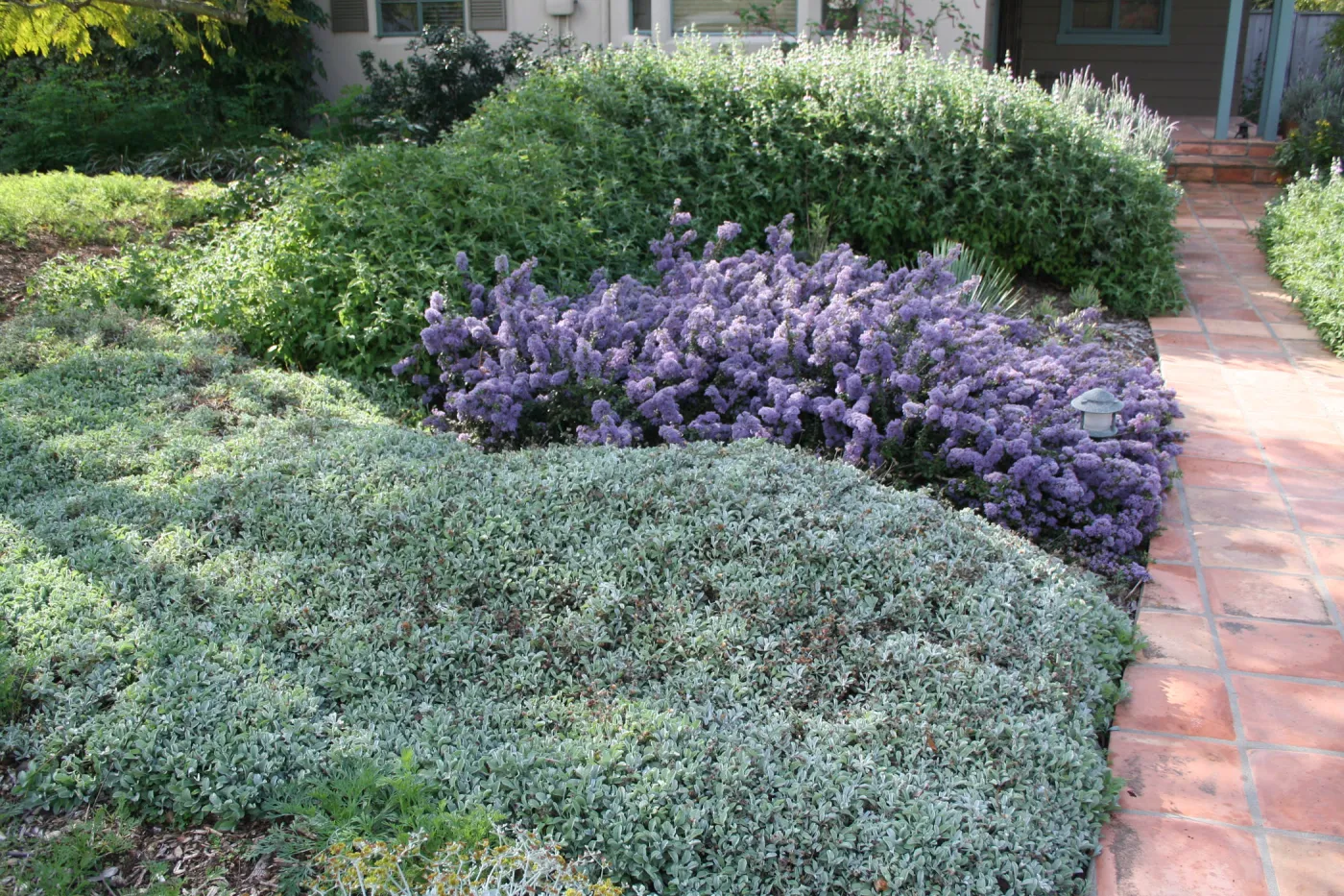 Ceanothus maritimus (Maritime Ceanothus) with Lessingia Silver Carpet, Salvia Pt Sal (Sage) at Wittl garden