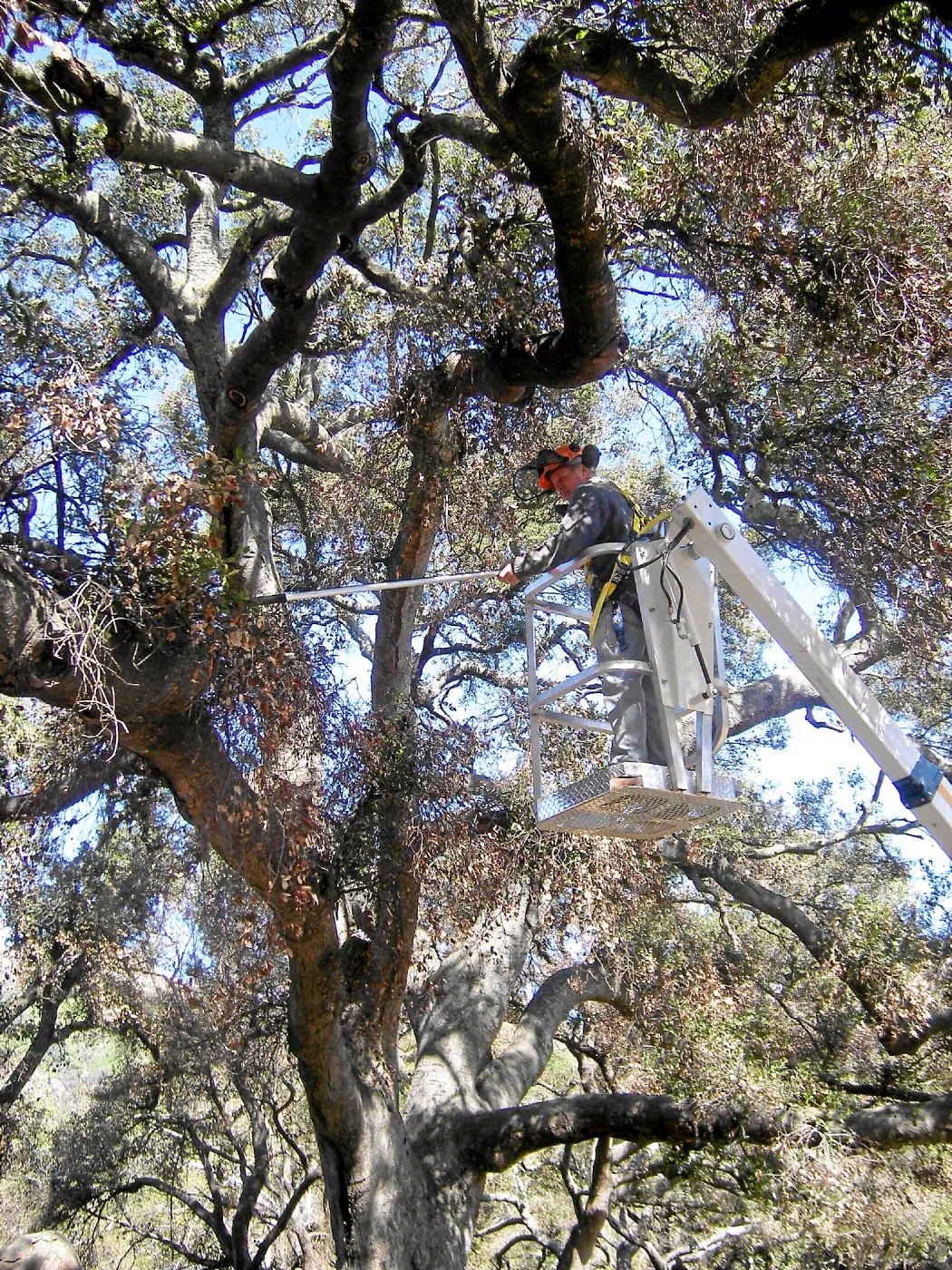 New cherry picker lift from 2009 Stanley Smith Grant
