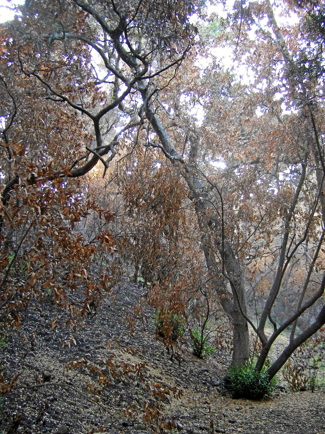 Jesusita Fire damage in the Island Section