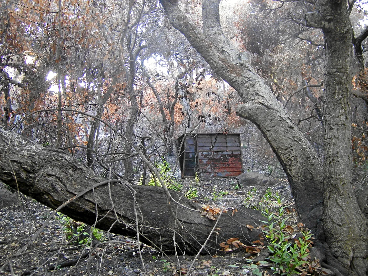 Fire damage in the Canyon - Island Section