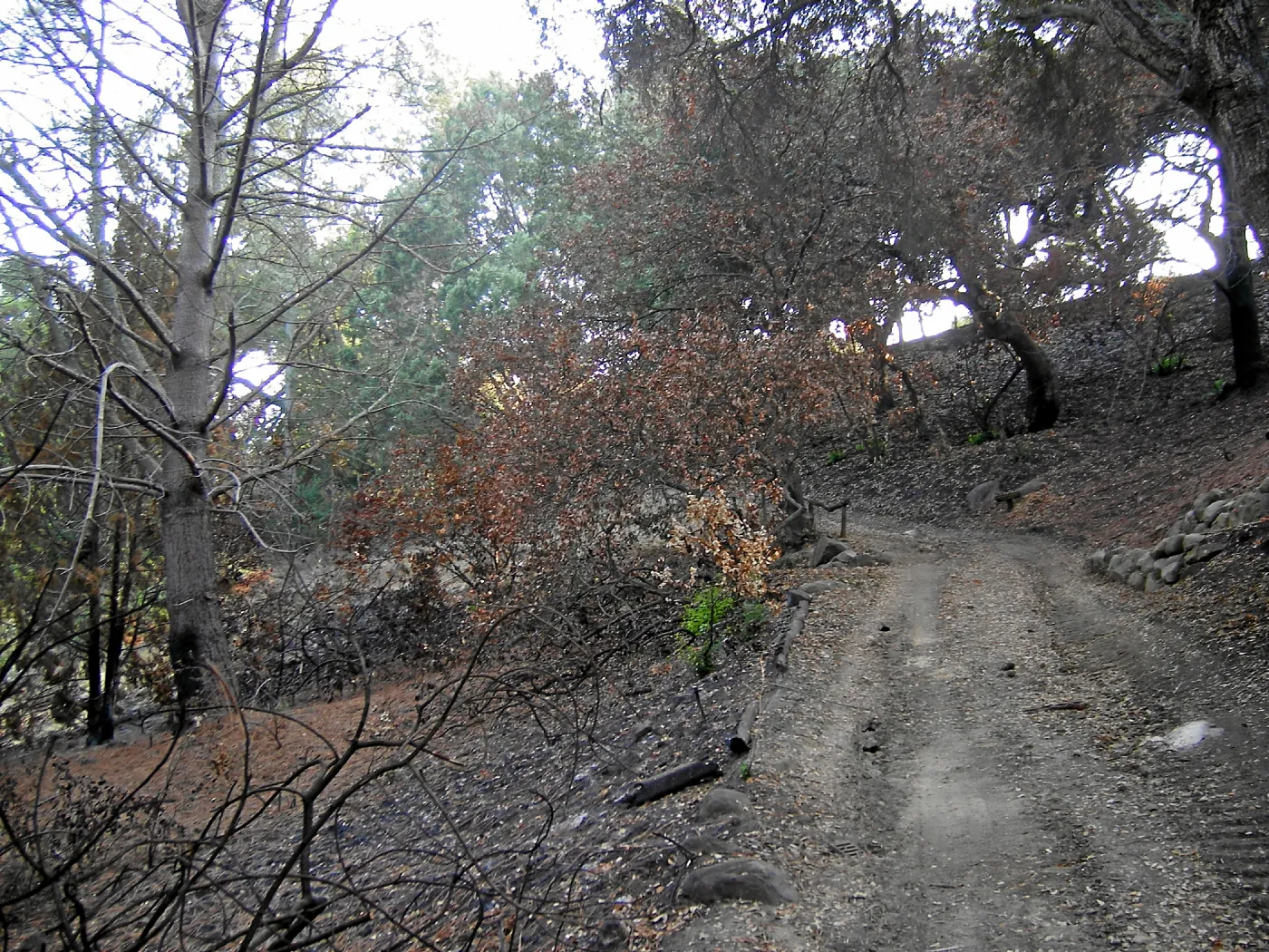 Fire damage in the Canyon - Island Section