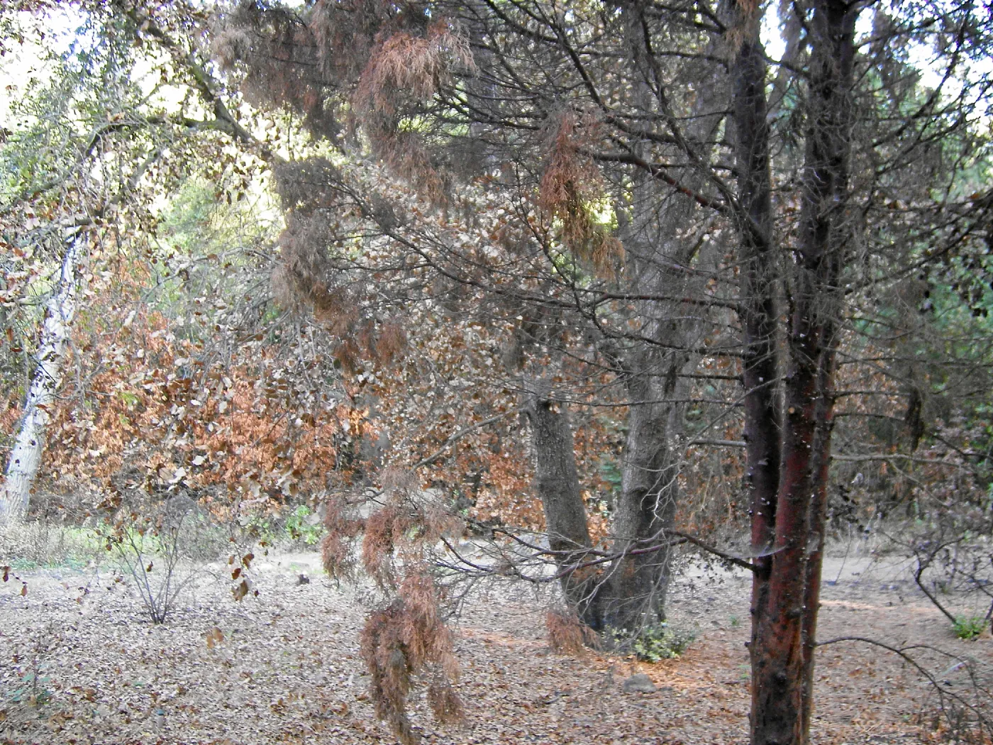 Fire damage in the Canyon. Stump sprouts