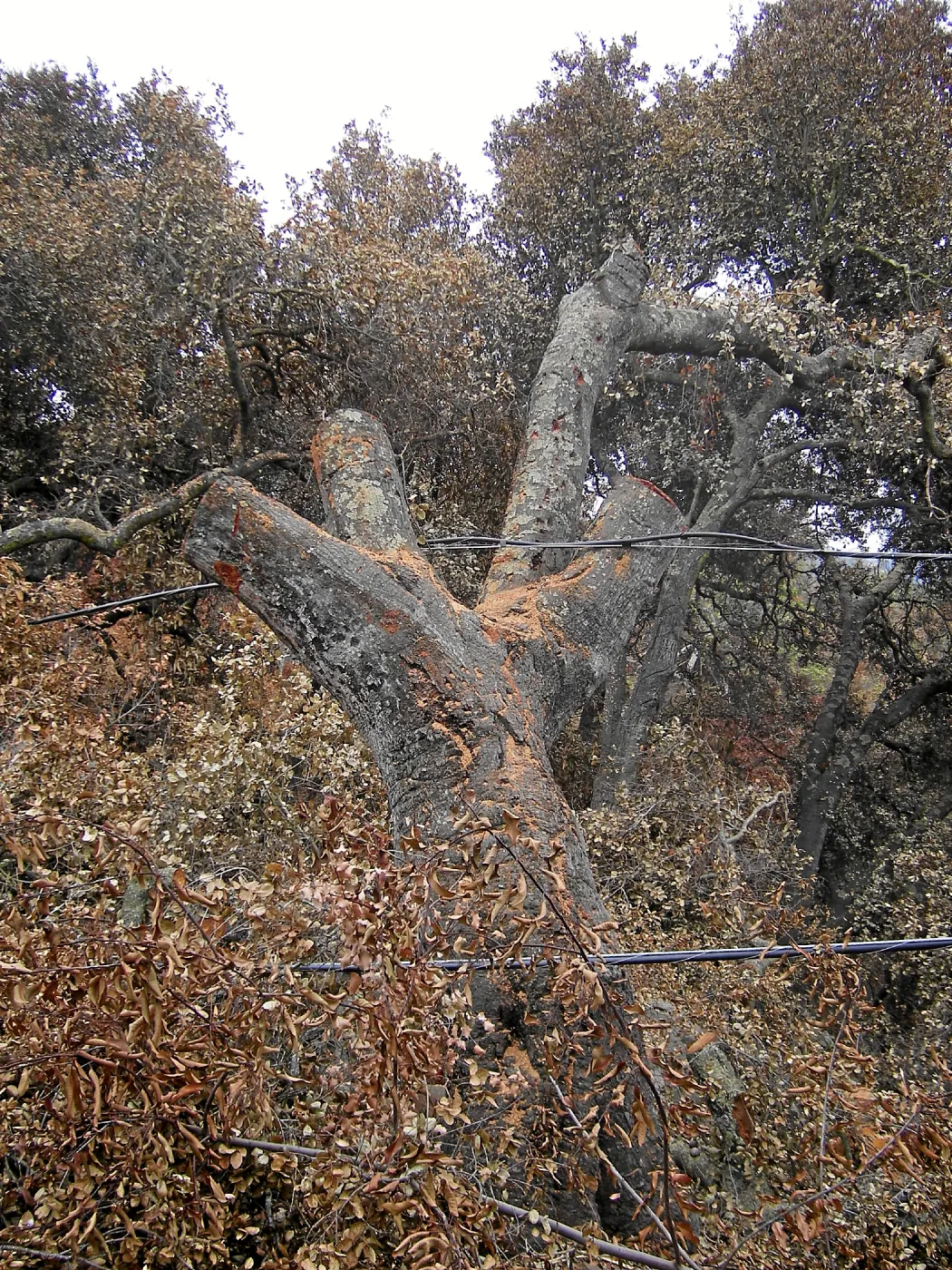 Jesusita Fire clearance