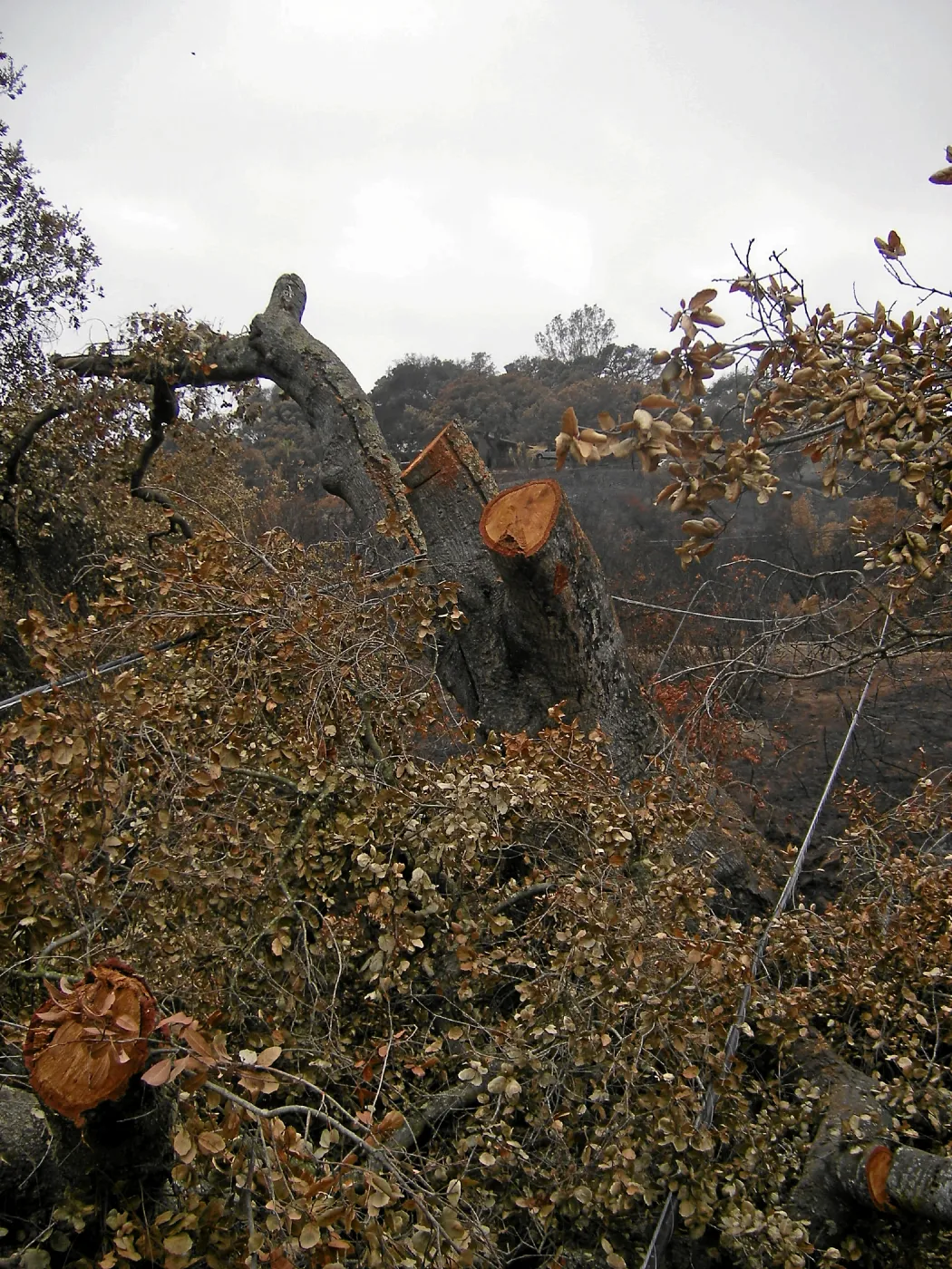 Jesusita Fire, downed trees and utility work