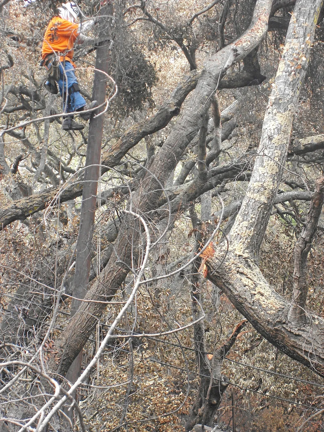 Jesusita Fire, downed trees and utility pole work