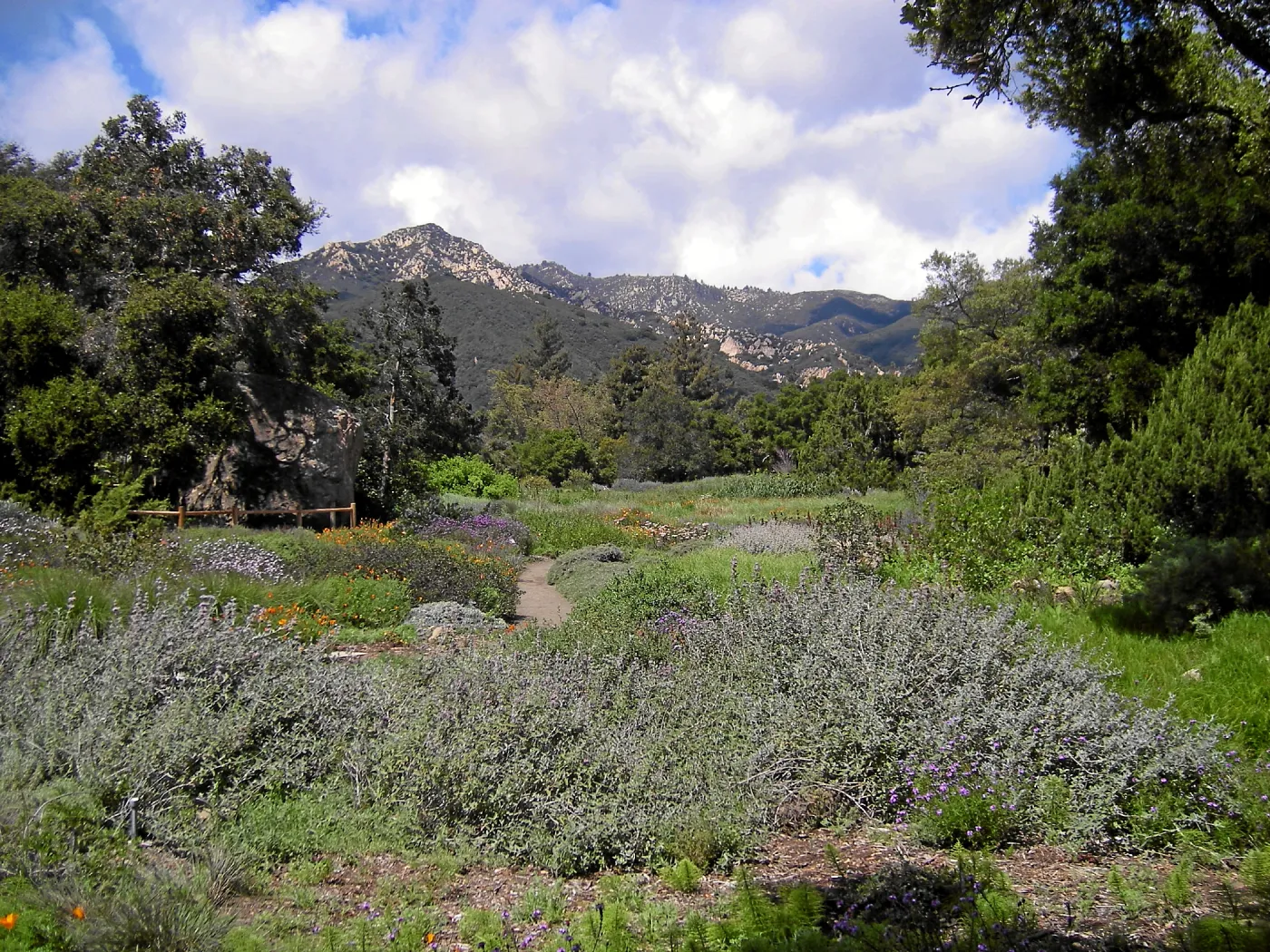 Meadow, looking north