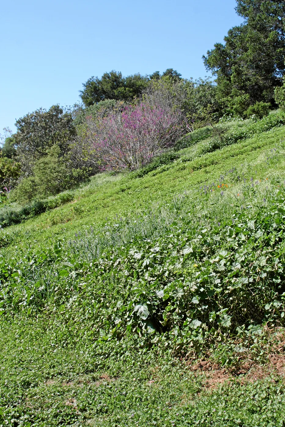 Porter Trail, East slope, lower path, northwest