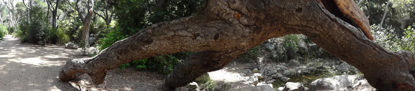 tree trunk arch, Canyon Trail, panorama (Coastal Live Oak)
