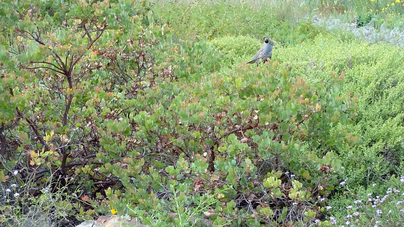 California quail, manzanita, Arctostaphylos, lower Meadow, Ground Cover Display