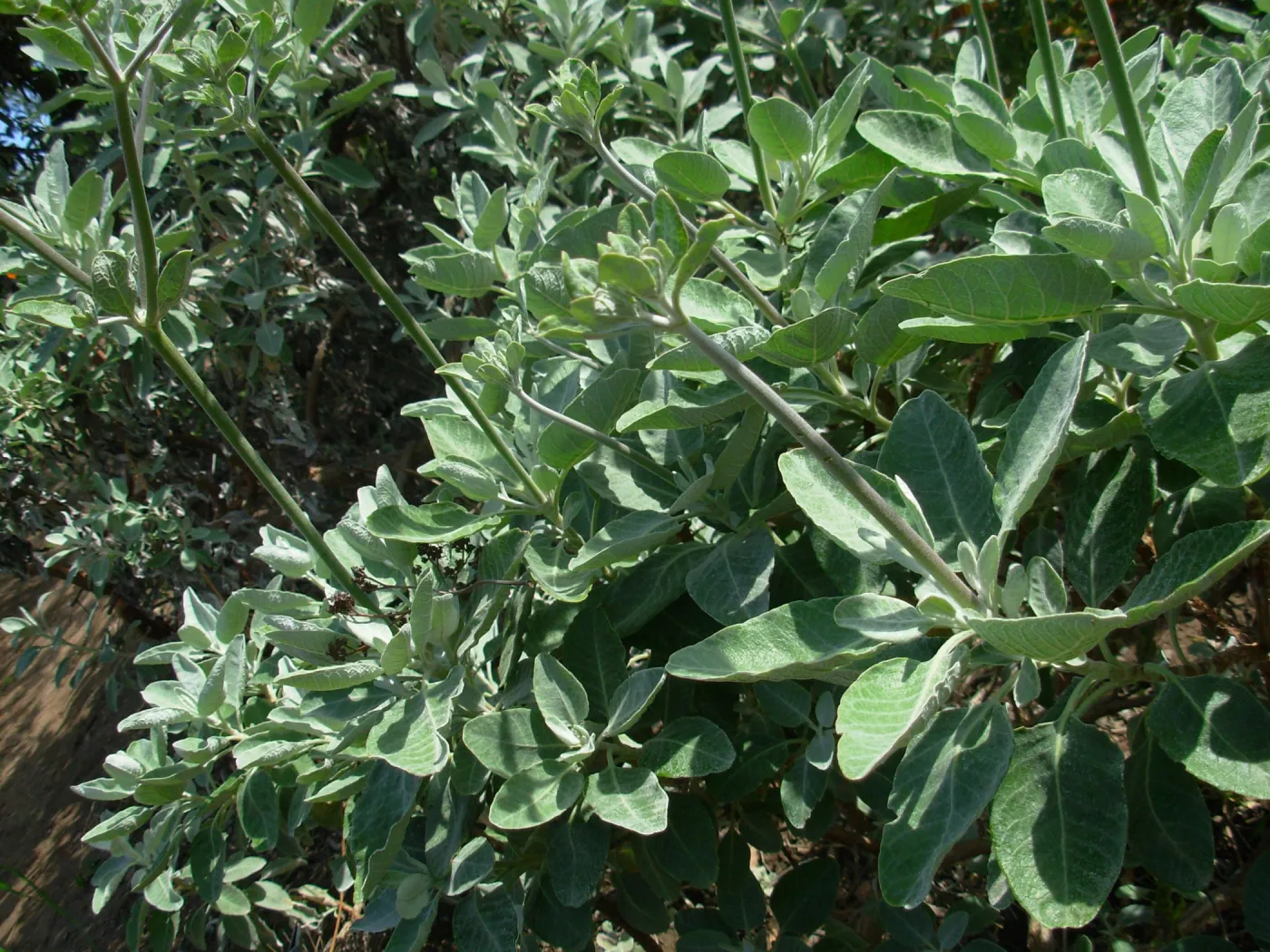 Buckwheat