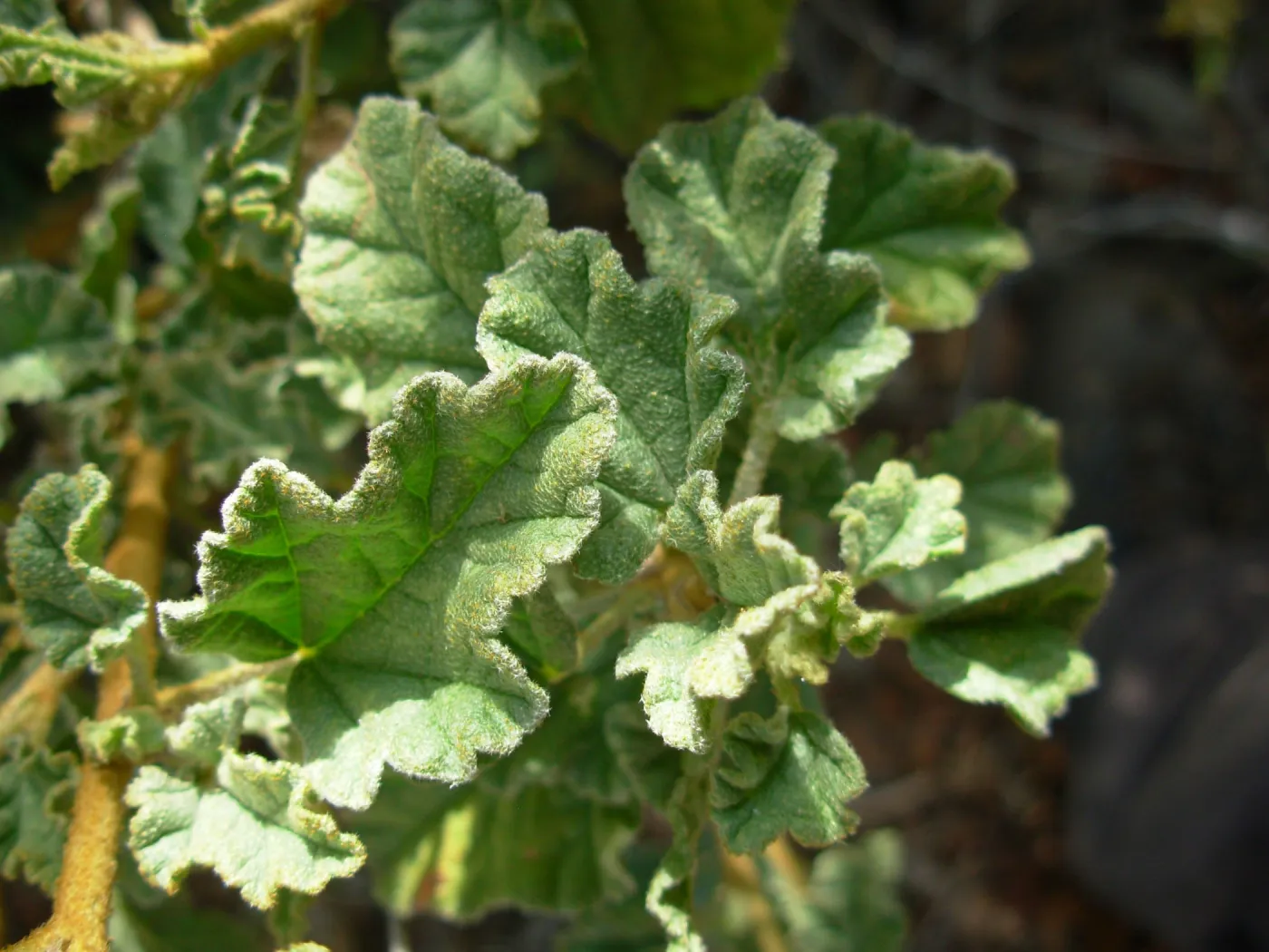 Sphaeralcea