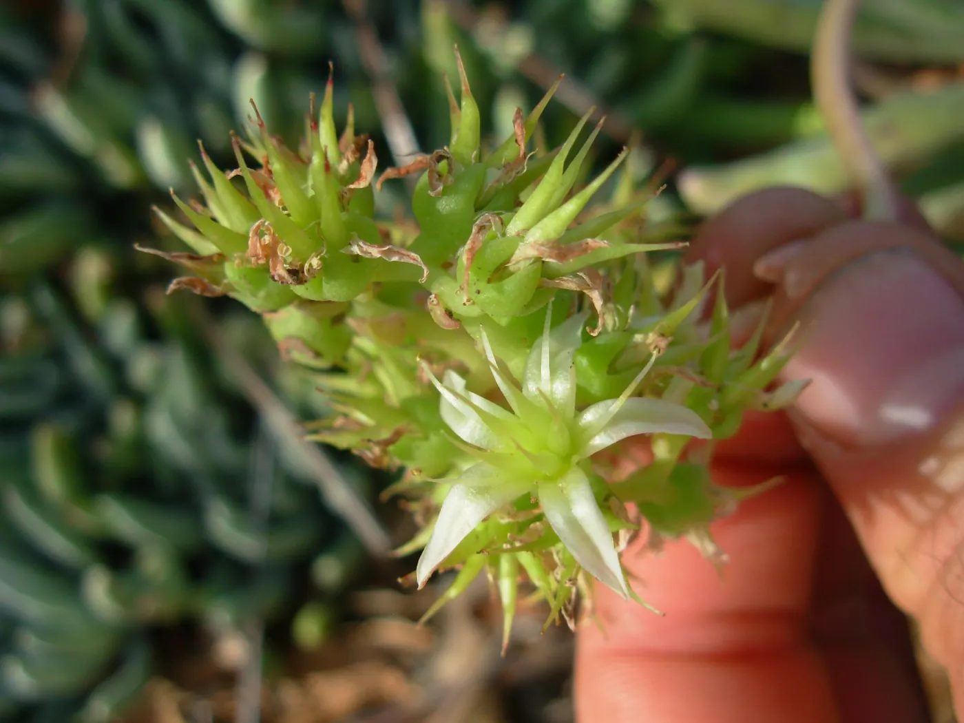 Flower close-up 