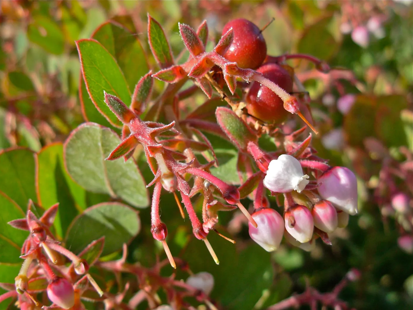 Arctostaphylos glauca