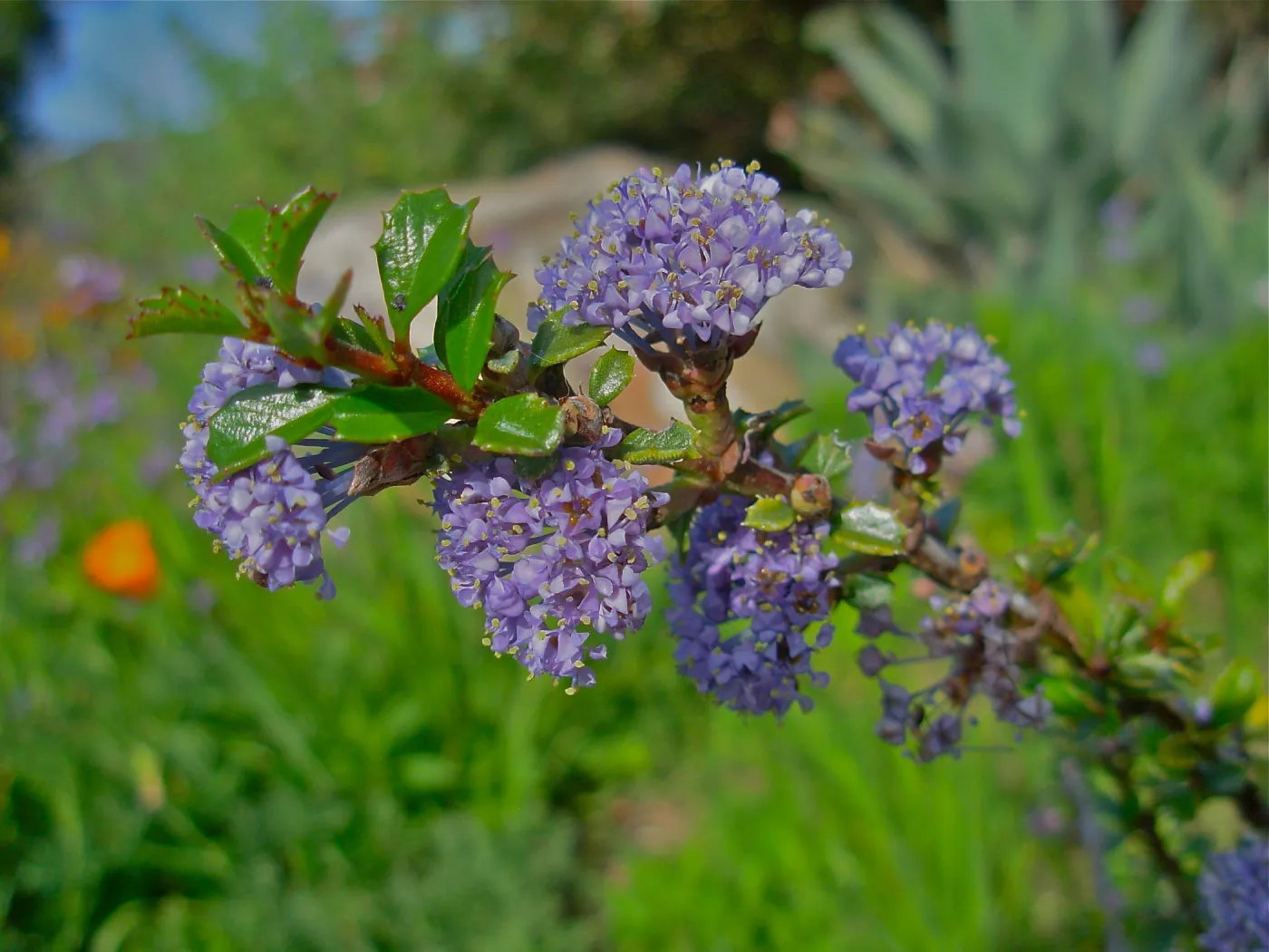 Ceanothus gloriosus var. porrectus