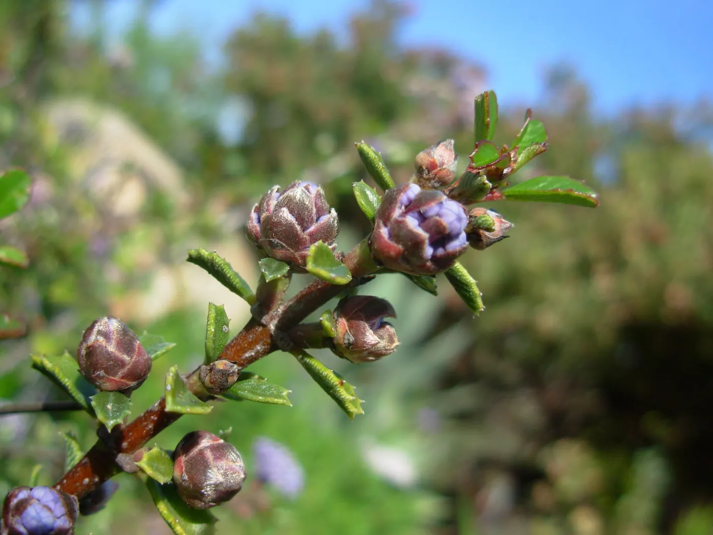 Ceanothus gloriosus var. porrectus