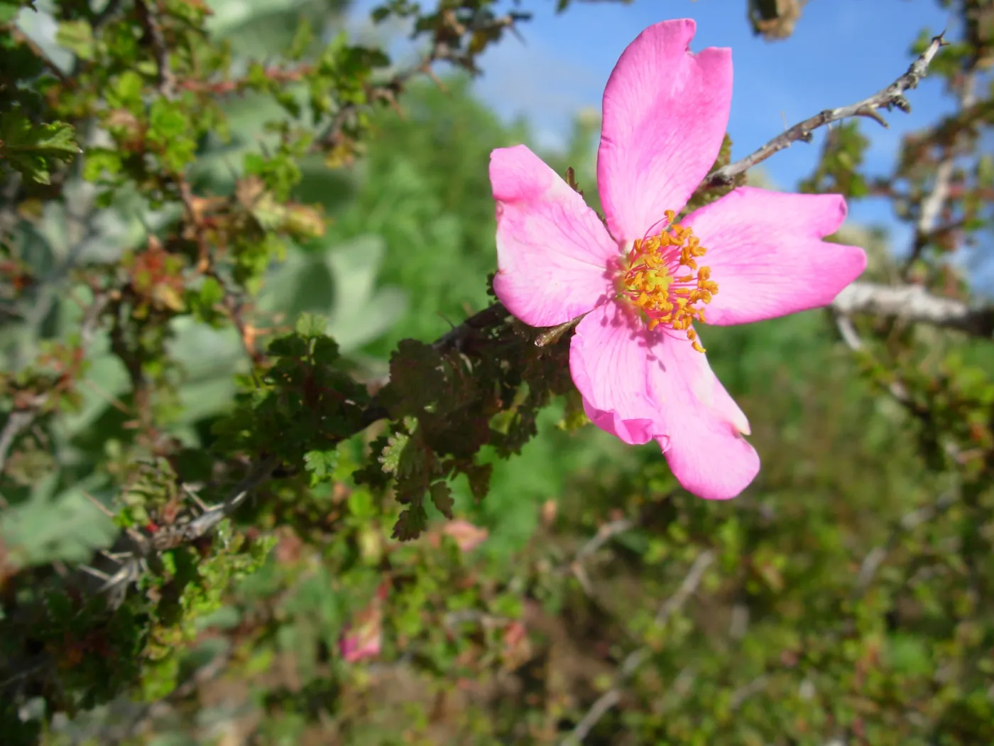Rosa sp.