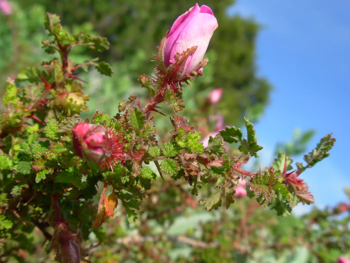 Rosa sp.
