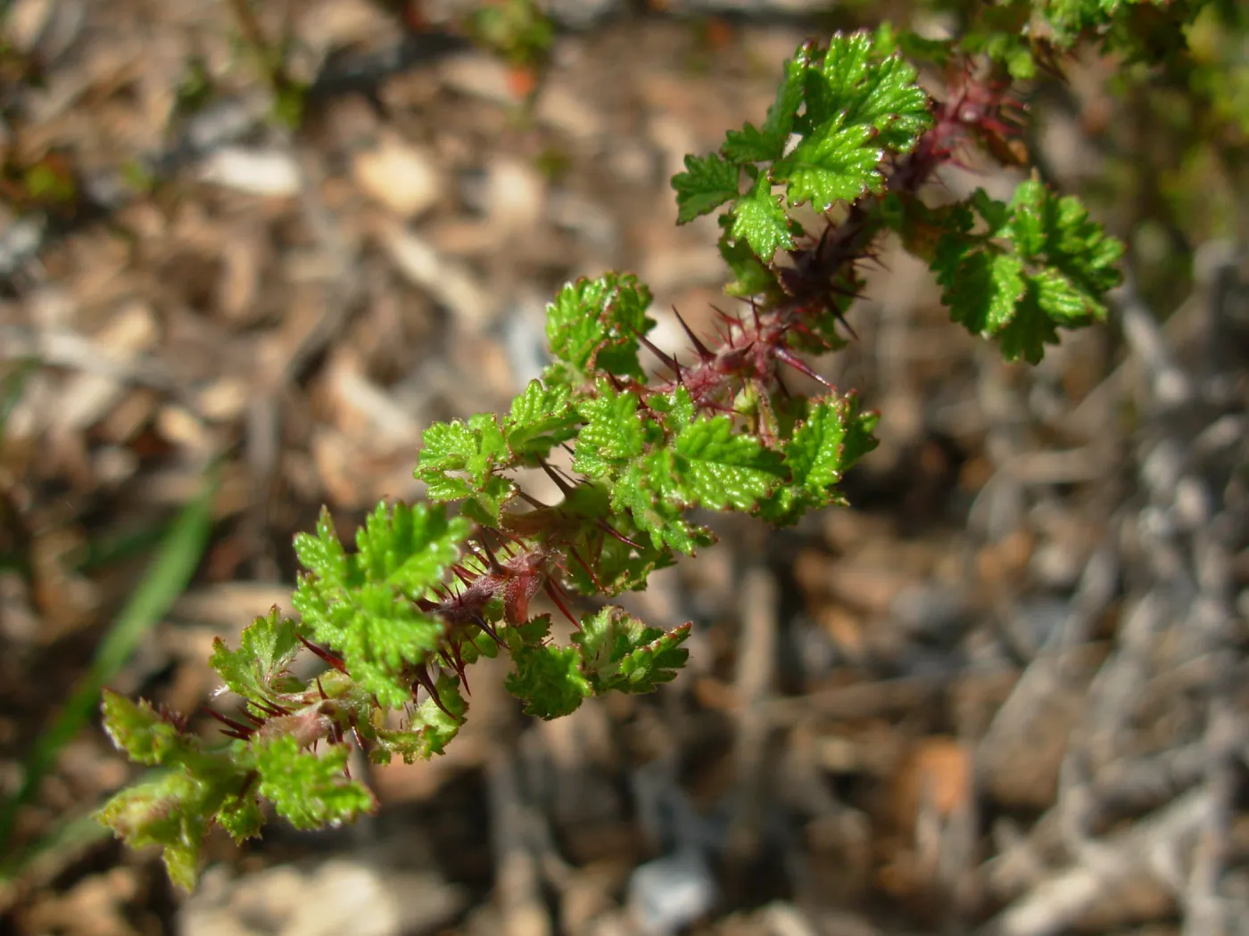Rosa sp.