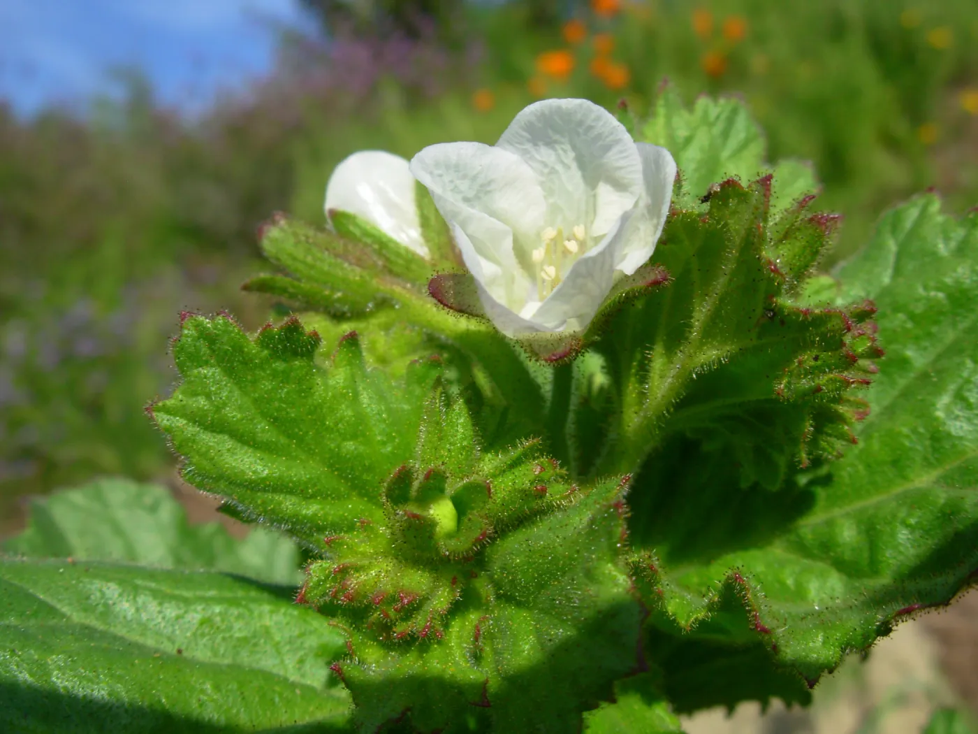 Phacelia sp.