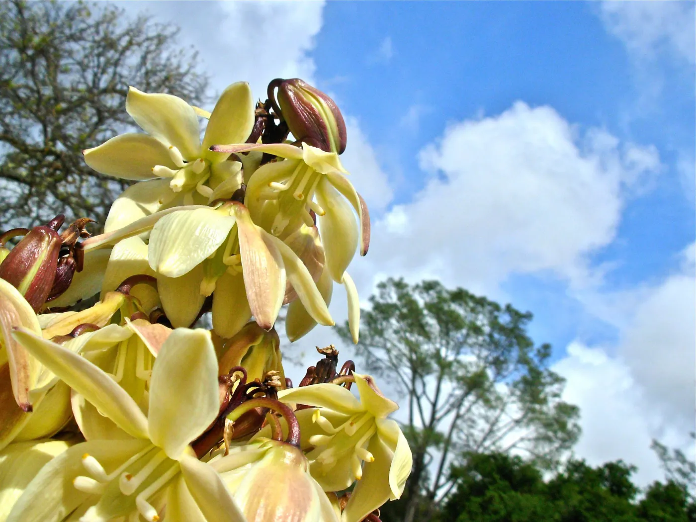 Yucca schidigera