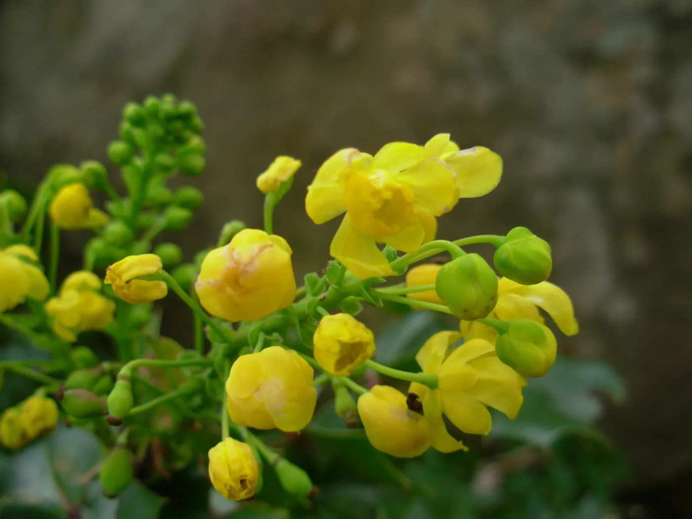 Yellow Flower close-up