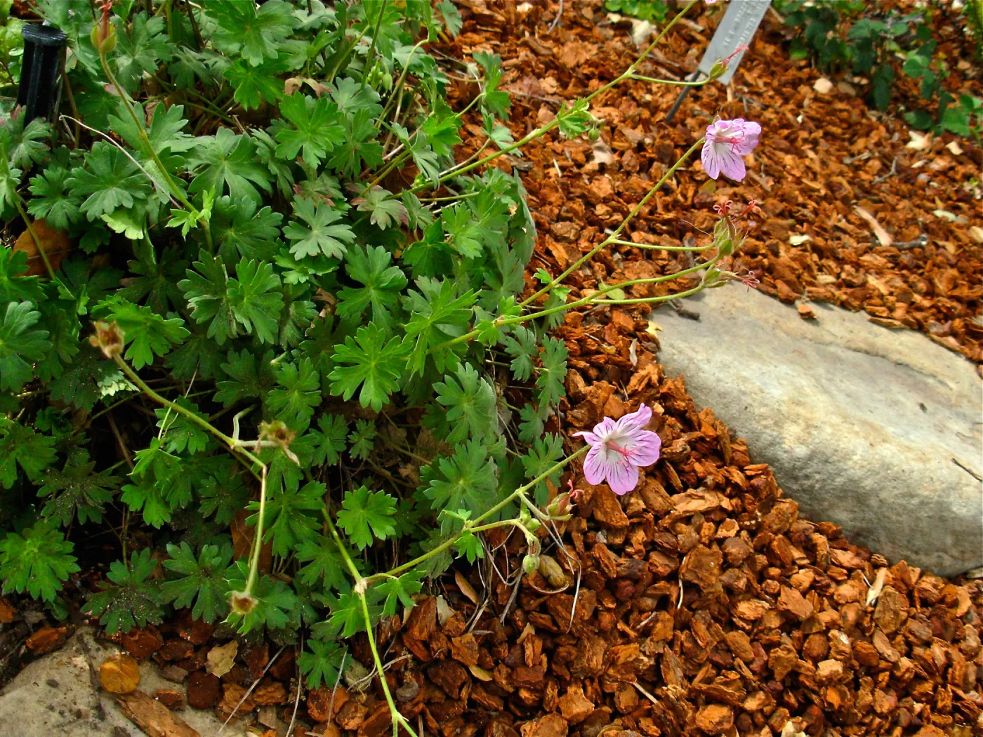 Geranium californicum