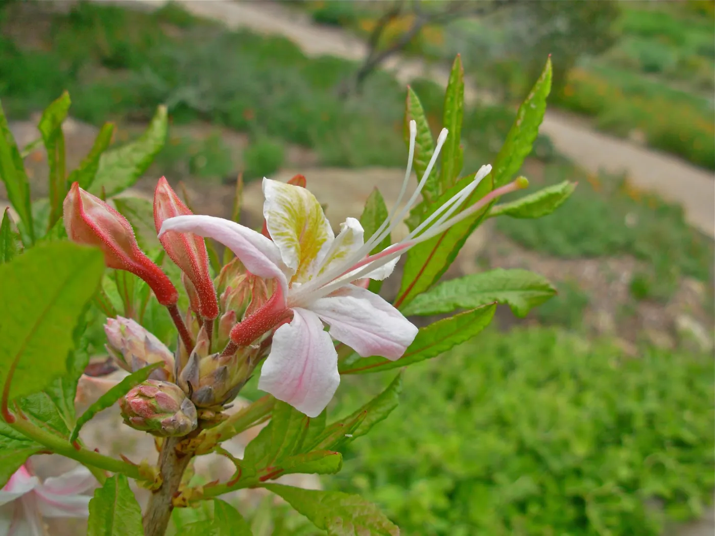 Rhodedendron occidentale