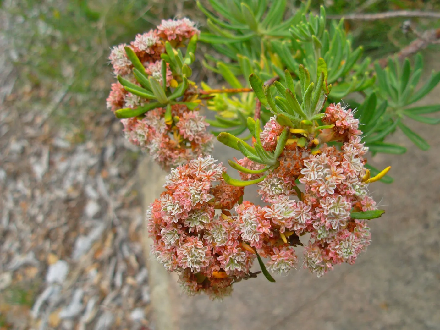 Eriogonum arborescens (Santa Cruz Island Buckwheat), Channel Islands