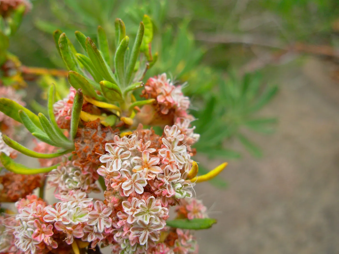 Eriogonum arborescens (Santa Cruz Island Buckwheat), Channel Islands