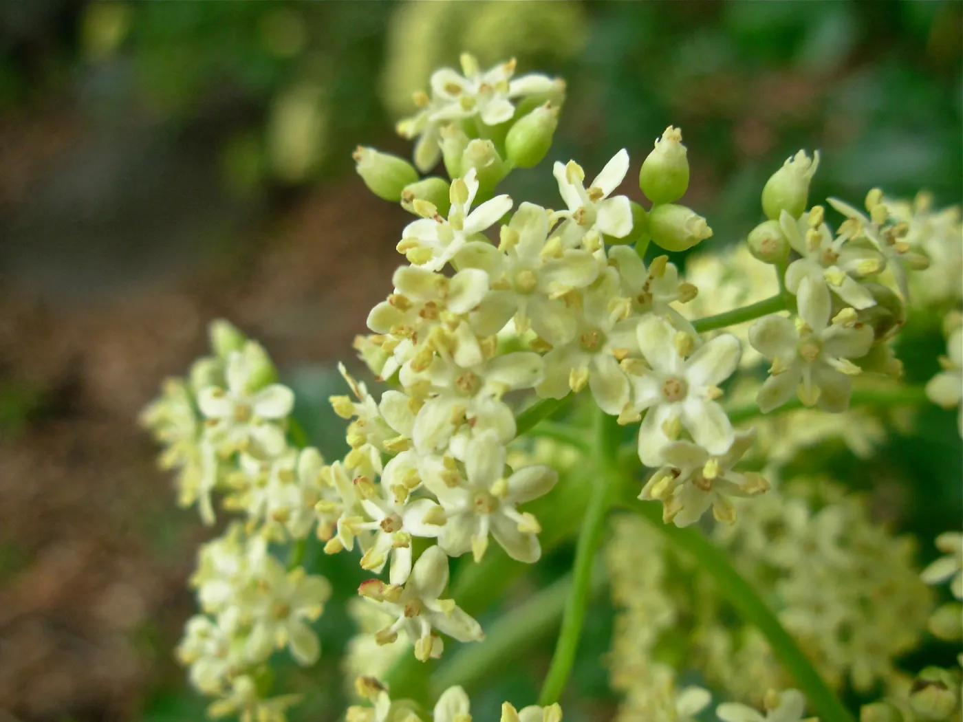 Sambucus mexicana