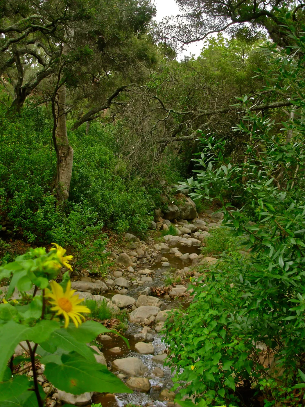 Creek, Looking West, Canyon Section