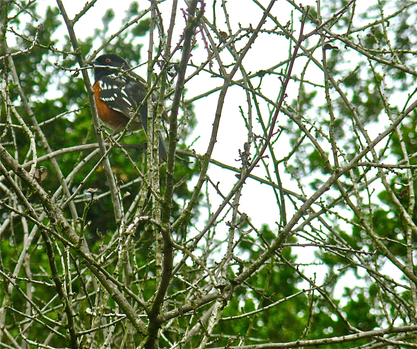 Rufous Sided Towhee, Manzanita Section