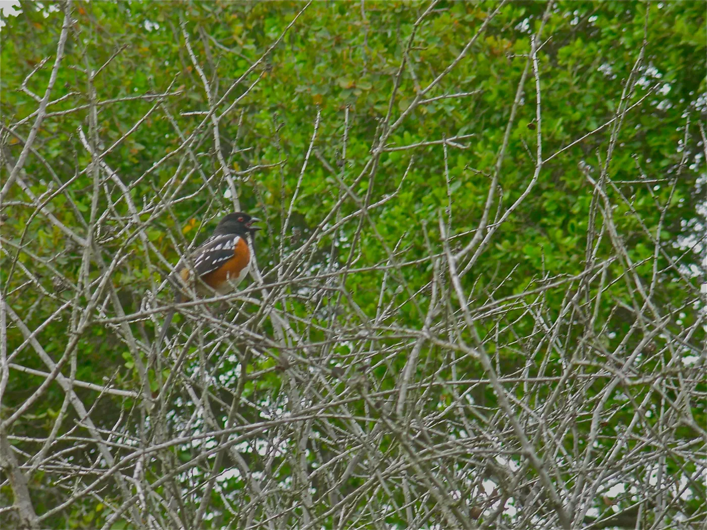 Rufous Sided Towhee, Manzanita Section